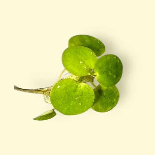 Frogbit Plants +Red Root Floater Plants 3 Each Aquarium Floating Plants, Live Aquarium Plant