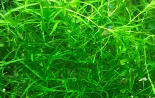 Guppy Grass (Najas) – 6-8 Weighted Stems | Live Aquarium Plant for Fish, Shrimp, & Fry