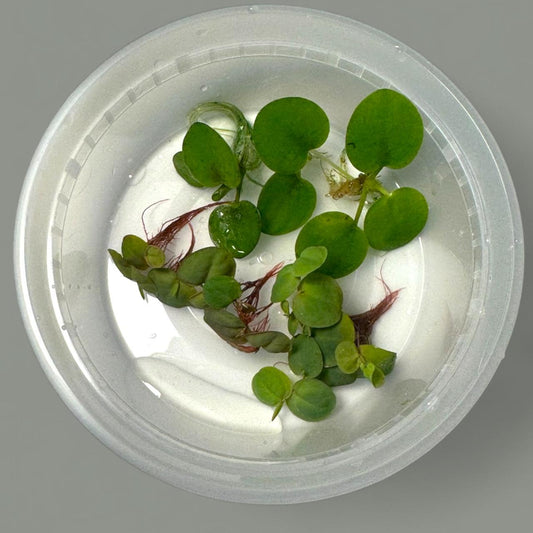 Frogbit Plants +Red Root Floater Plants 3 Each Aquarium Floating Plants, Live Aquarium Plant