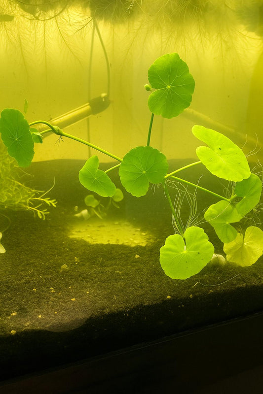 Hydrocotyle Pennywort – 3 Six-Inch Stems – Live Aquarium Plant