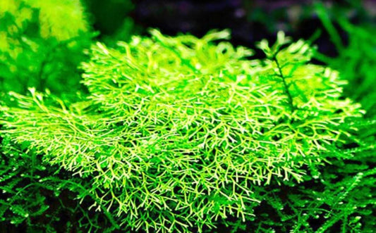 Riccia fluitans, also known as Crystalwort, is a versatile and attractive floating plant perfect for aquariums, paludariums, and terrariums.