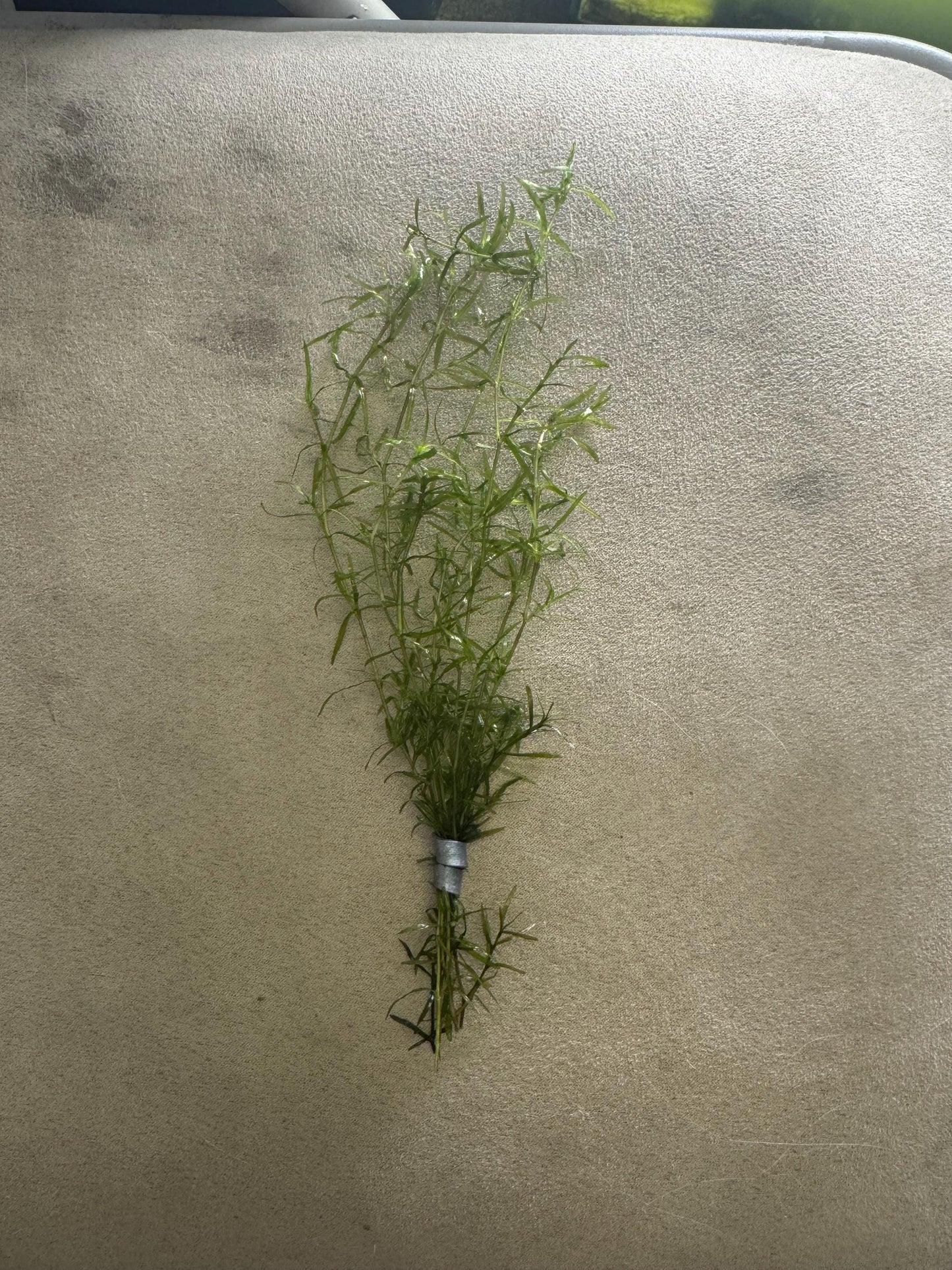Guppy Grass (Najas) – 6-8 Weighted Stems | Live Aquarium Plant for Fish, Shrimp, & Fry