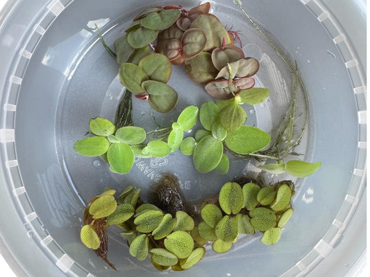 Floating Aquarium Plants Bundle – 7 Live Plants (Red Root, Water Lettuce, Salvinia) for Freshwater Tanks
