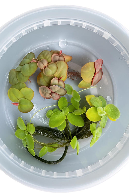 Combo Deal - 3 Water Lettuce & 3 Red Root Floater Starter Plants - Aquatic Floating Plants, Live Aquascaping Aquarium Plant