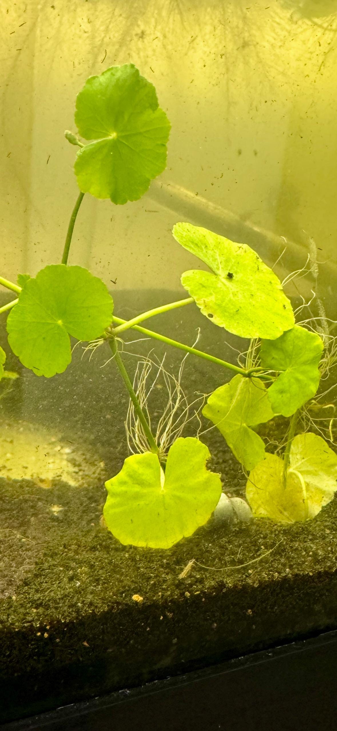Hydrocotyle Pennywort – 3 Six-Inch Stems – Live Aquarium Plant