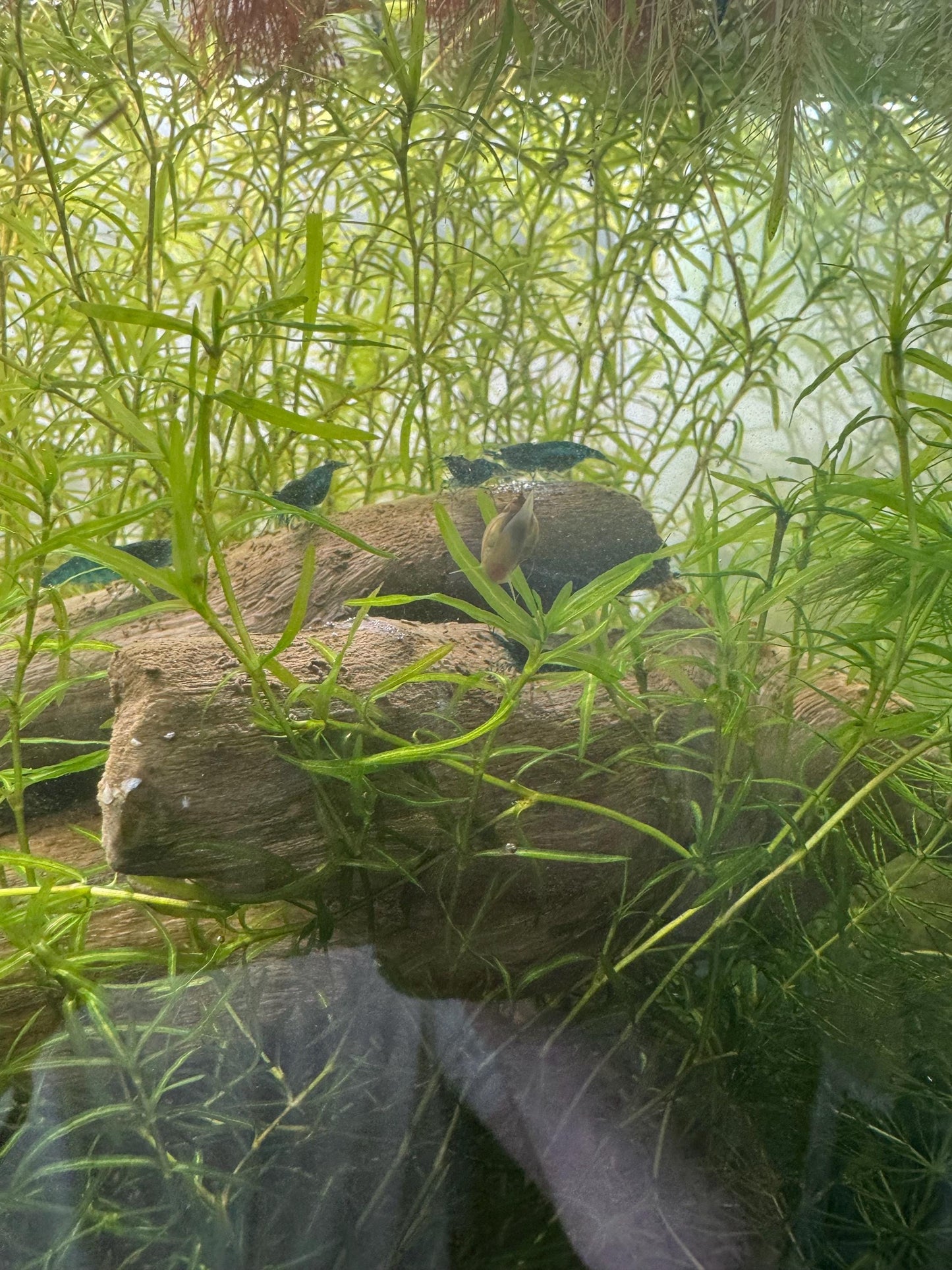 Guppy Grass (Najas) – 6-8 Weighted Stems | Live Aquarium Plant for Fish, Shrimp, & Fry