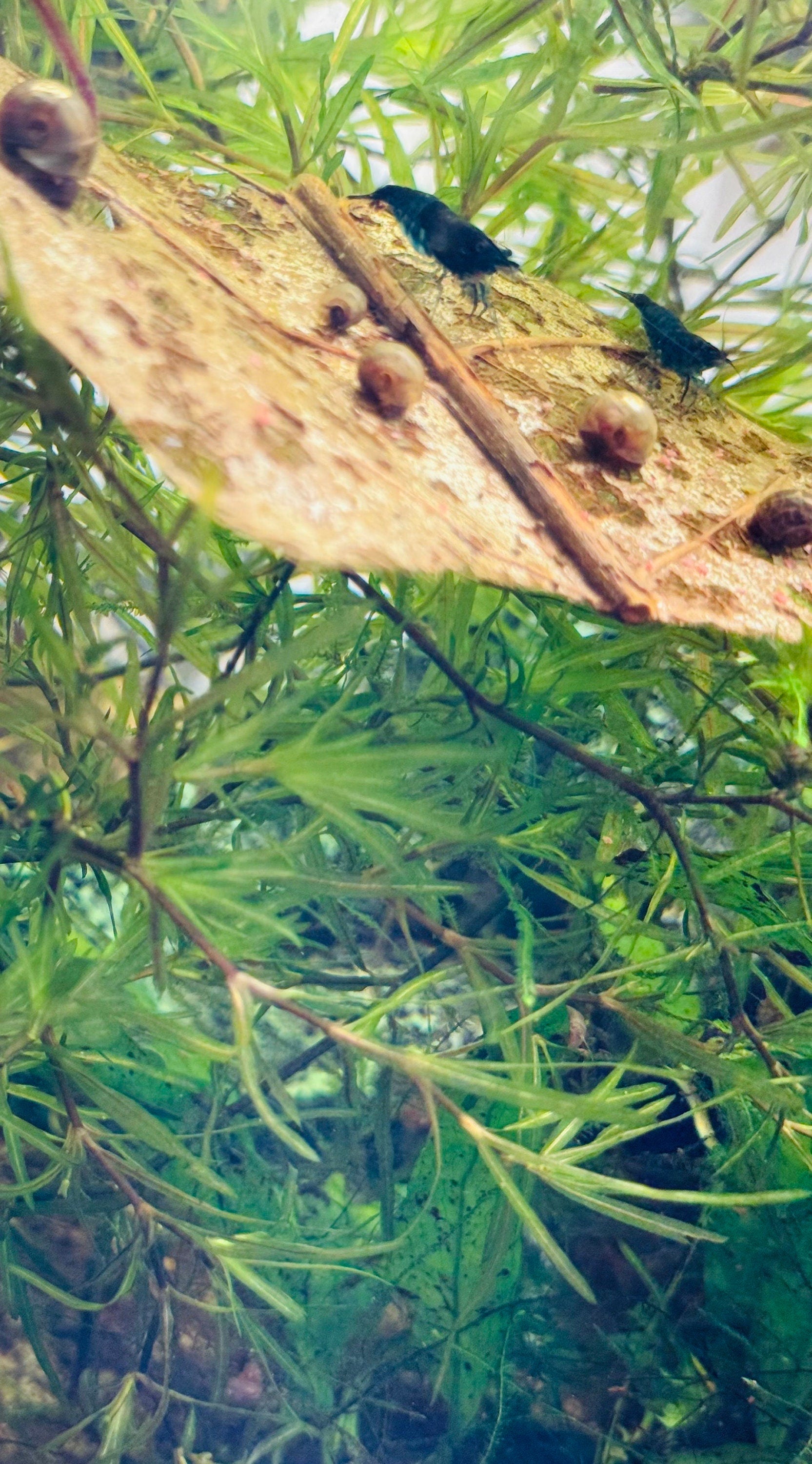 Blue neocaradina shrimp grazing on an Indian almond leaf in an aquarium