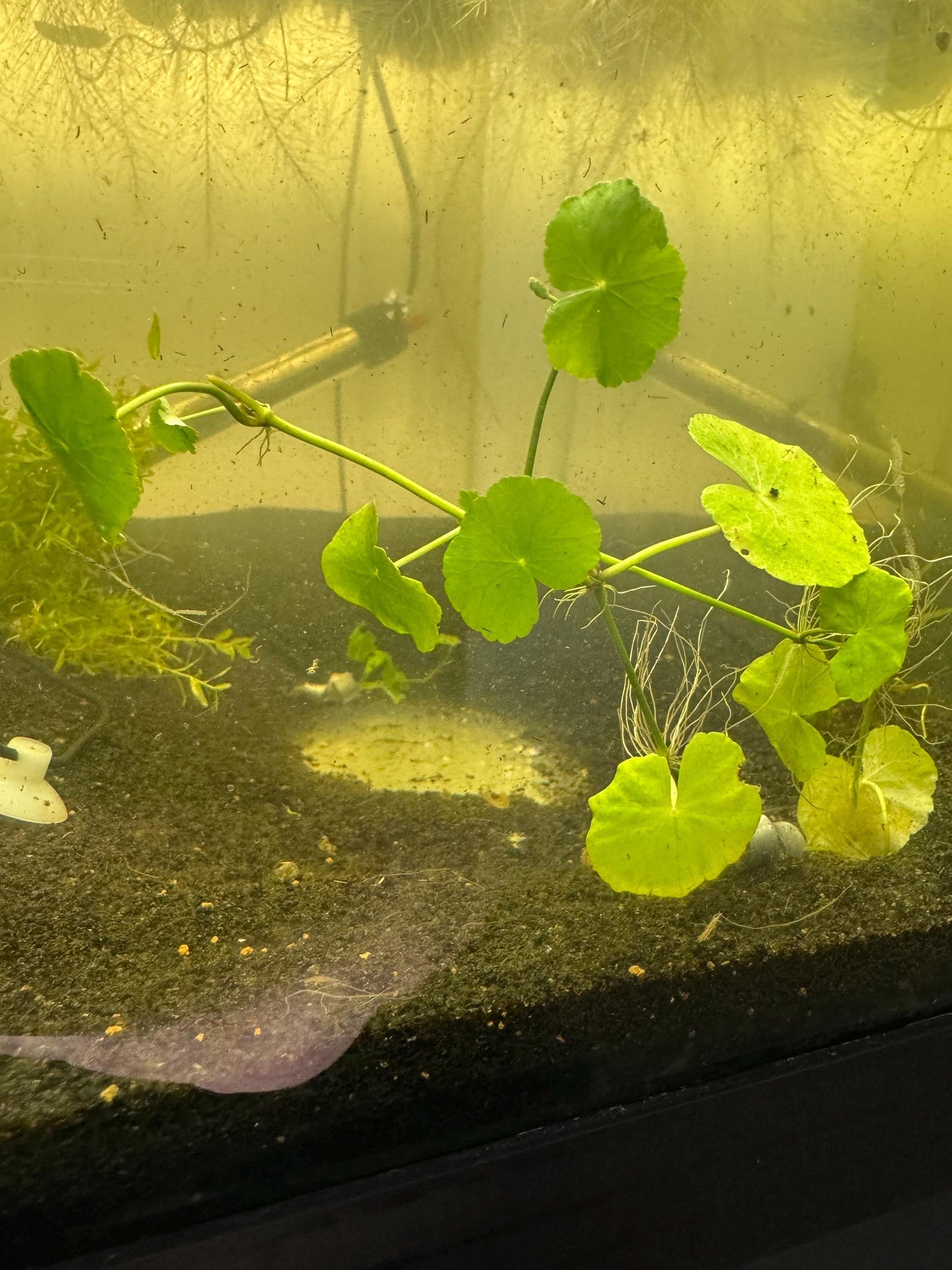 Hydrocotyle Pennywort – 3 Six-Inch Stems – Live Aquarium Plant
