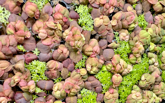 Duckweed & Red Root Floater Mix  Live Aquarium Floating Plant. Large Amount in 8 oz Deli Cup. Snails possibly included.