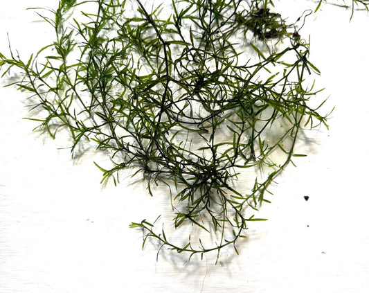Guppy Grass / Najas Grass Aquarium Stem Plant. Aquatic Floating Plant. Great Plant for Shrimp and Fry to Hideout