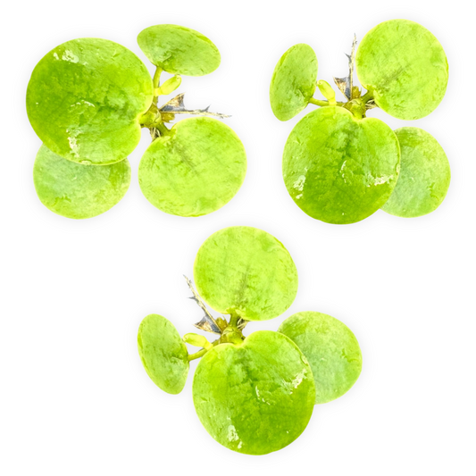 Frogbit Live Floating Aquarium Plant | Amazon Frogbit | Limnobium laevigatum
