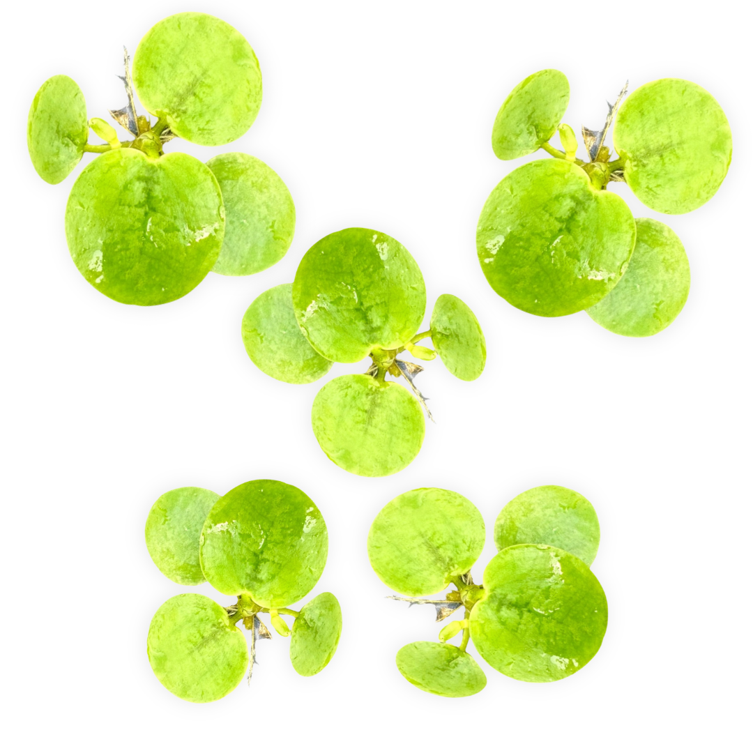 Cluster of Amazon Frogbit floating plants isolated on a white background, showing bright green circular leaves with visible texture and small root bases. The image highlights the clean, healthy appearance of these popular freshwater aquarium floaters.